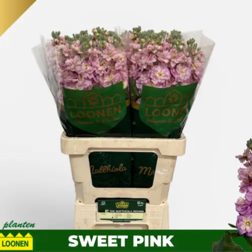 Levkoje rosa Mila Antiek 65cm