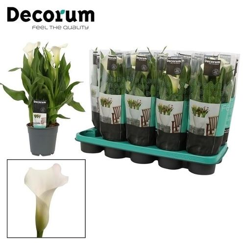 Calla weiss Captain Fresco T12 H35