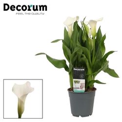 Calla weiss Captain Fresco T12 H35