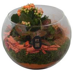 Kal.Arr PTHG8213 Herbst T16 H014