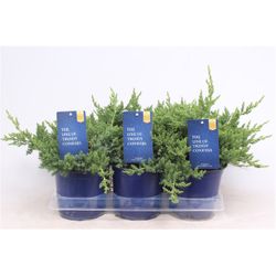 Juniperus Procum.T15 Nana T15 H025