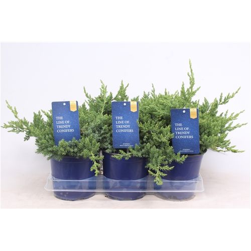 Juniperus Procum.T15 Nana T15 H025