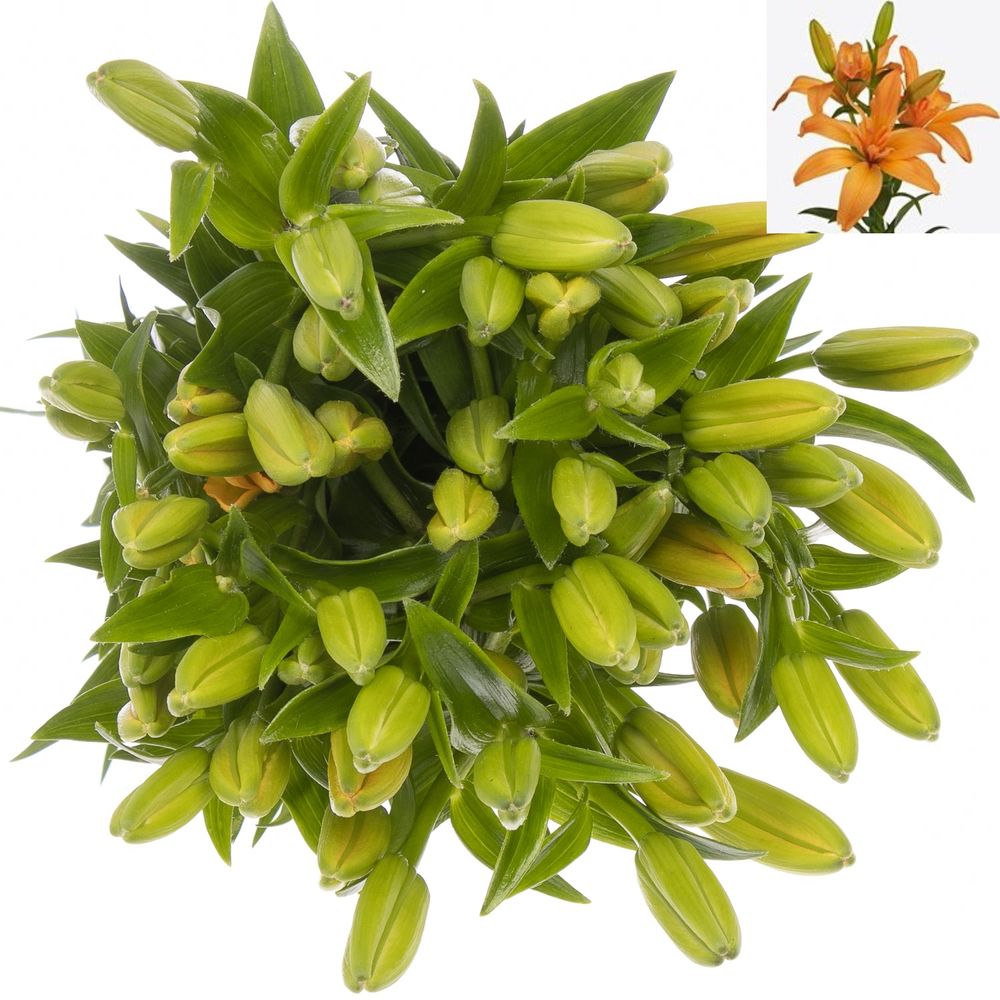 Lilie asiatisch orange Twinlife 4+Blüte 80cm