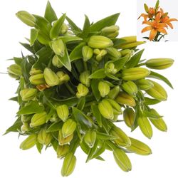 Lilie asiatisch orange Twinlife 4+Blüte 80cm