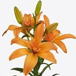 Lilie asiatisch orange Twinlife 4+Blüte 80cm