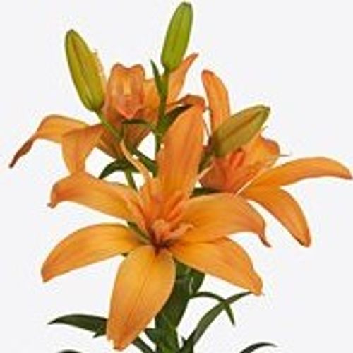 Lilie asiatisch orange Twinlife 4+Blüte 80cm