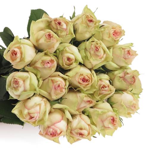 Rose creme/rosa Esperance 70cm