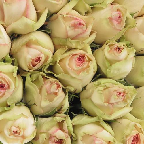 Rose creme/rosa Esperance 70cm