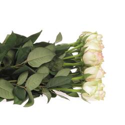 Rose creme/rosa Esperance 70cm