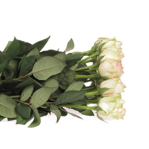 Rose creme/rosa Esperance 70cm