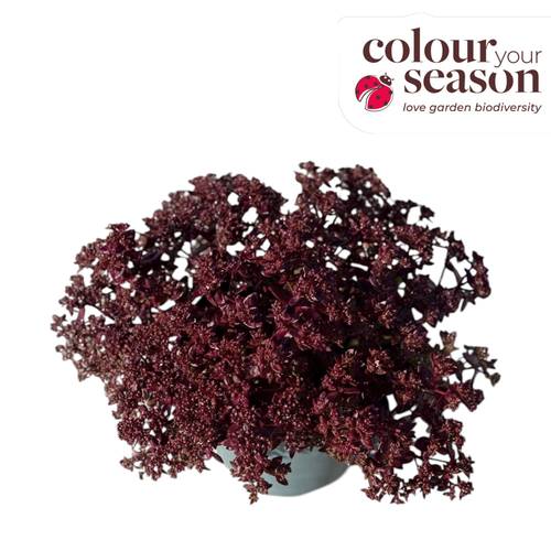 Sedum rot Firecracker T19 H035