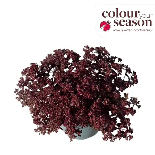 Sedum rot Firecracker T19 H035