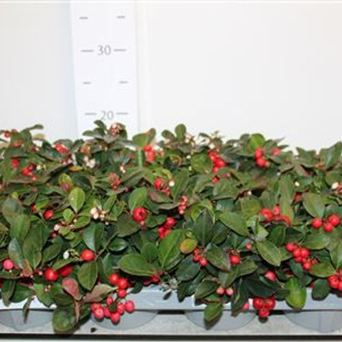 Gaulth.rot T12 H20 Schnäpchen Von Uhr