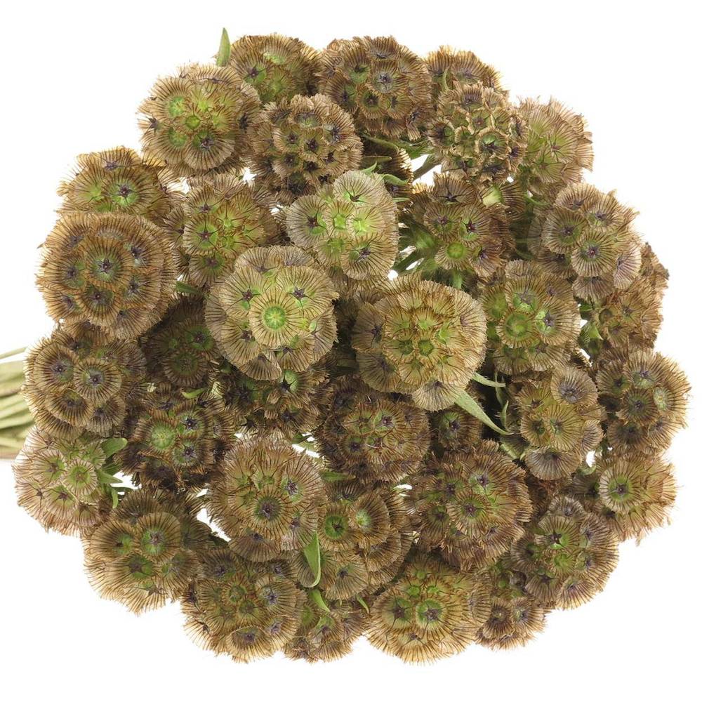 Sternkügel Stellata 80cm