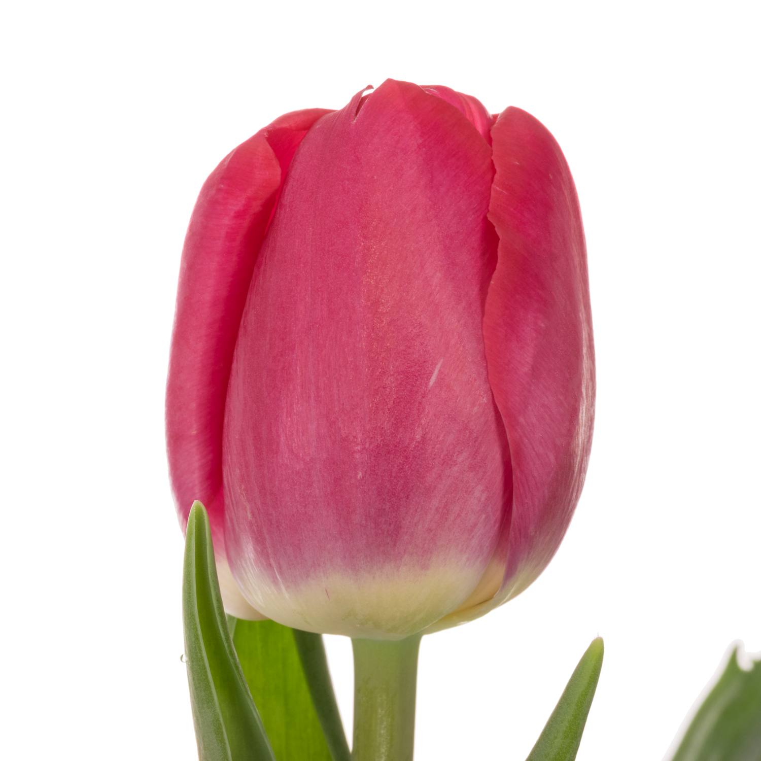 Tulpe rosa Adelante 64 Gramm