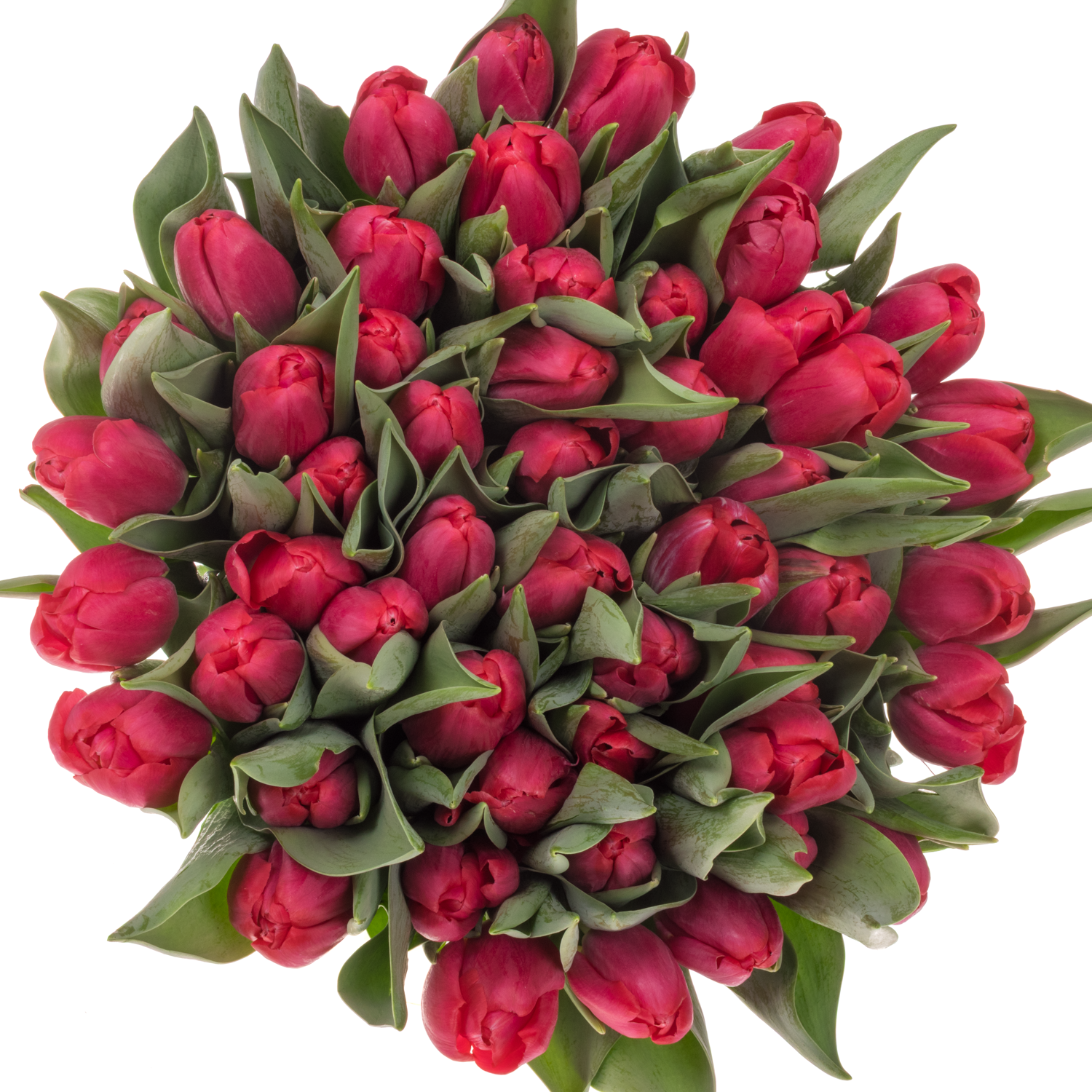 Tulpe rosa Adelante 64 Gramm