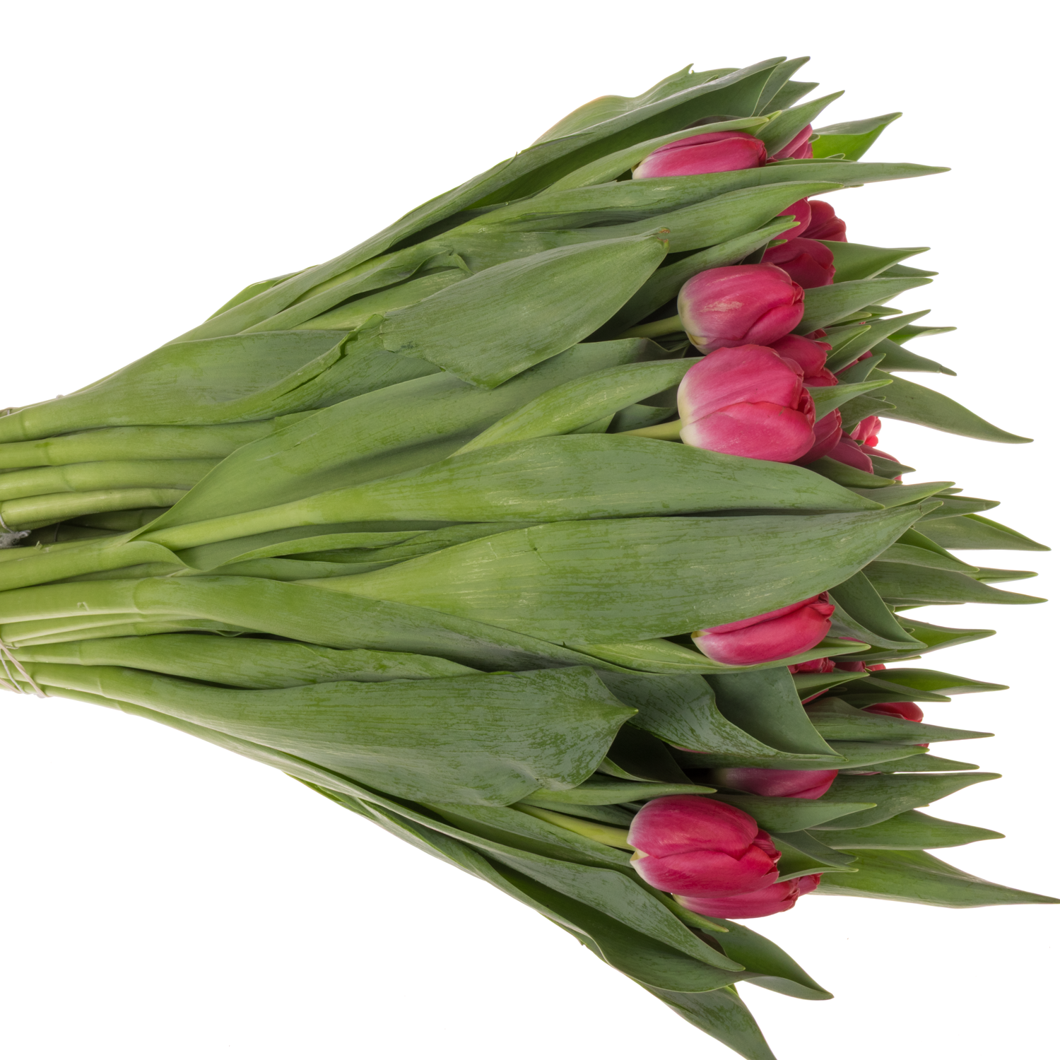 Tulpe rosa Adelante 64 Gramm