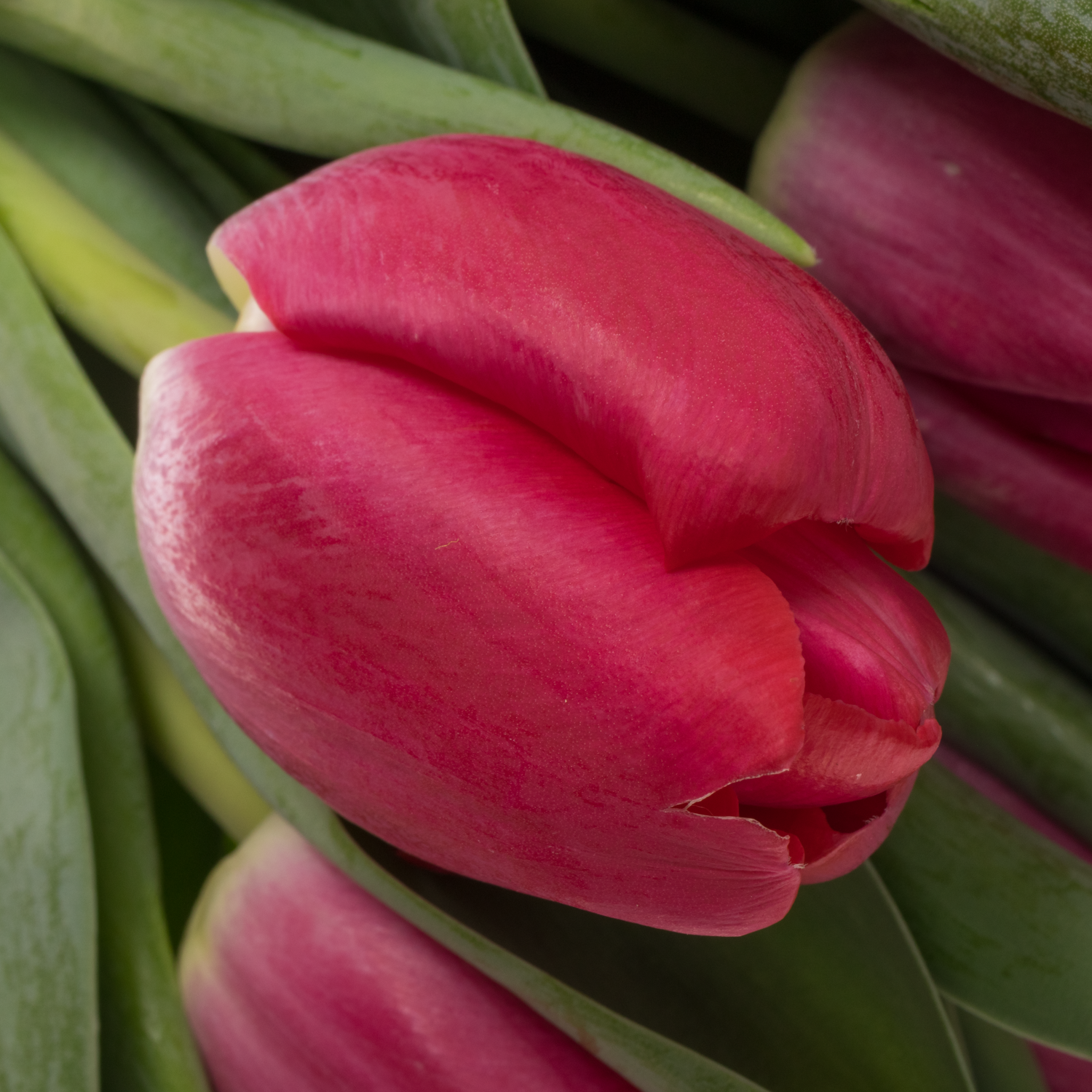 Tulpe rosa Adelante 64 Gramm