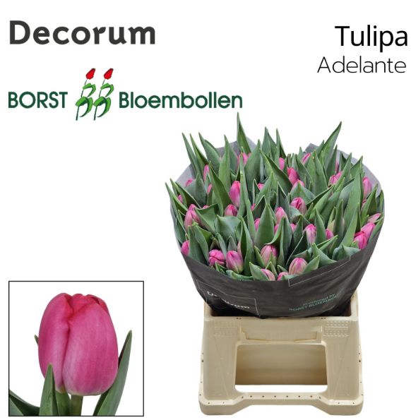 Tulpe rosa Adelante 64 Gramm