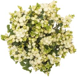 Schneebeere weiss Milky Way 60cm