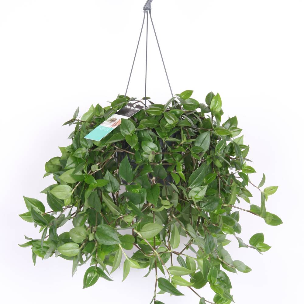 Tradescantia Hil grün im Ampeltopf T17 H035