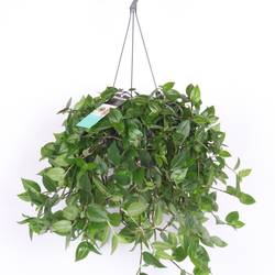 Tradescantia Hil grün im Ampeltopf T17 H035