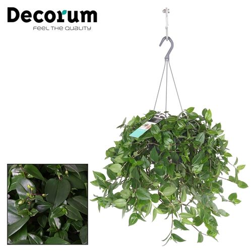 Tradescantia Hil grün Ampel T17 H35