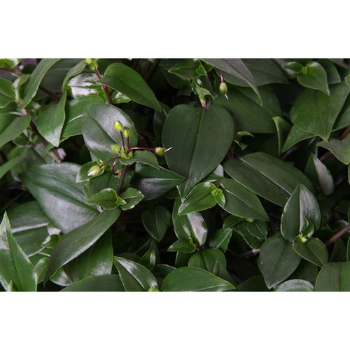 Tradescantia Hil grün Ampel T17 H35