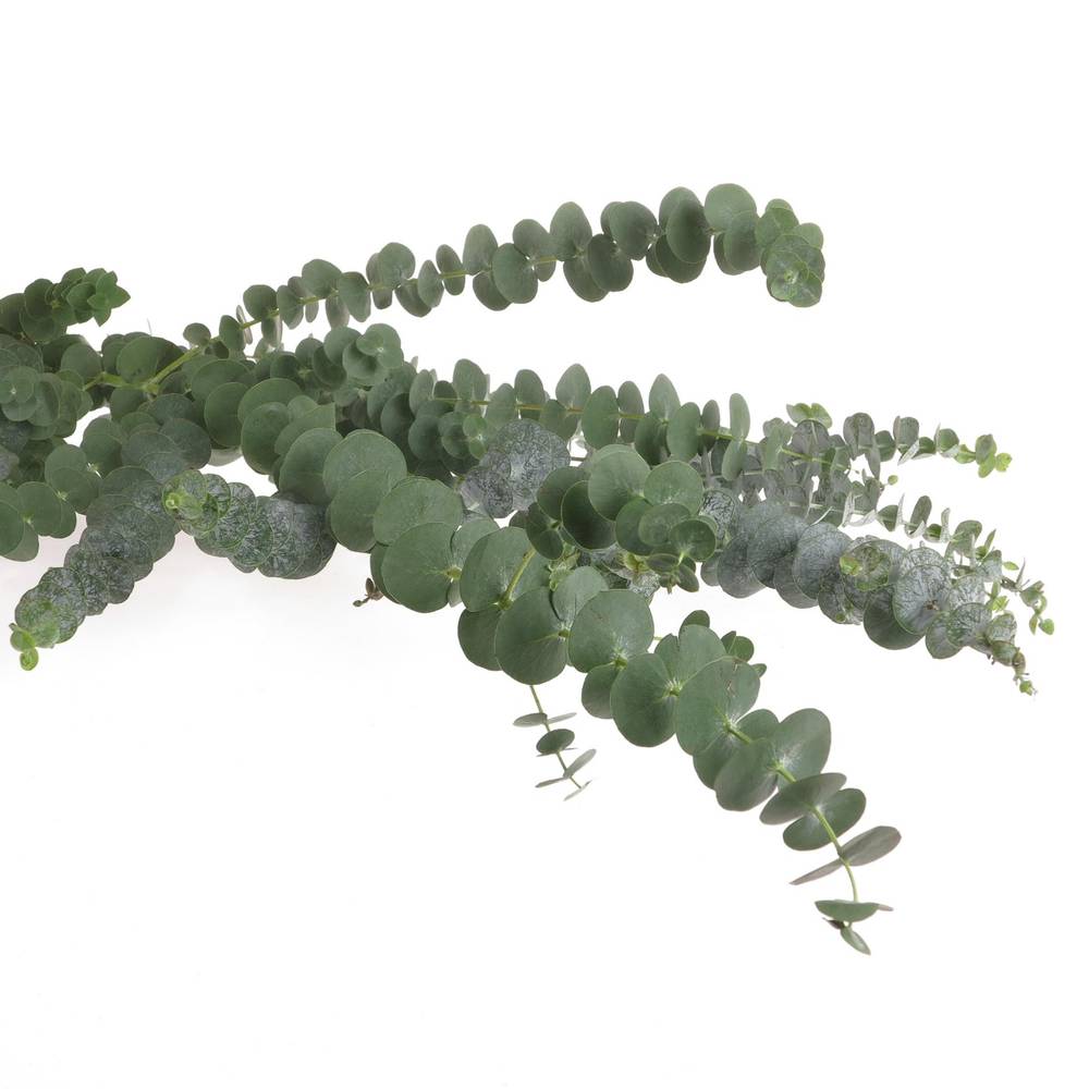 Populus grün Baby Blue 200 Gramm 70cm
