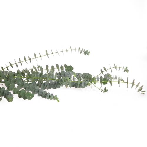 Populus grün Baby Blue 200 Gramm 70cm