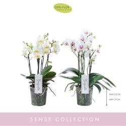 Phal.Boquetto T12 H45 Bianco mix