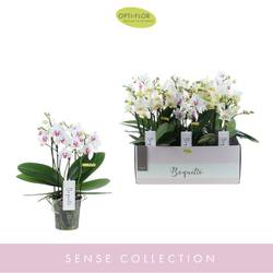 Phal.Boquetto T12 H45 Bianco mix