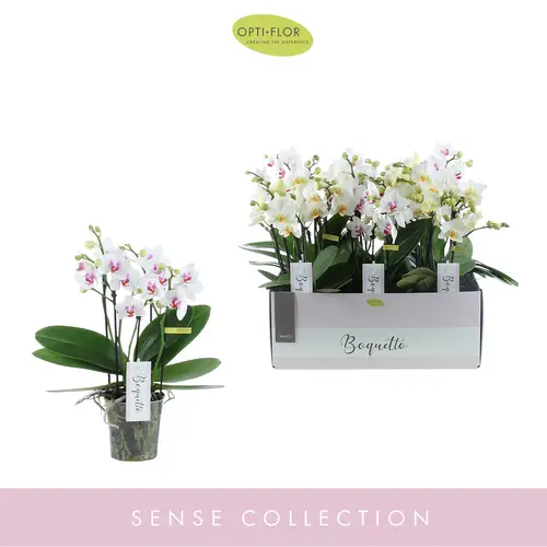 Phal.Boquetto T12 H45 Bianco mix