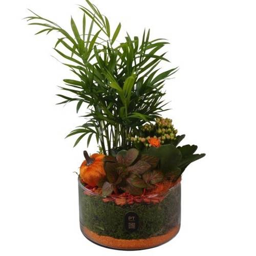 Chamaed.Arr PTHG8204 Herbst T15 H033