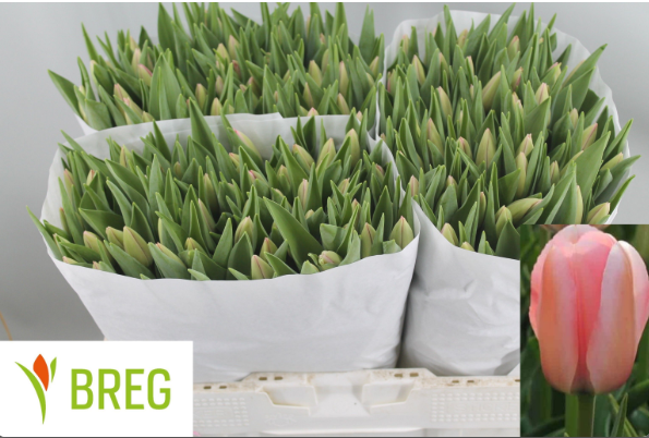 Tulpe rosa bella blush 44 Gramm