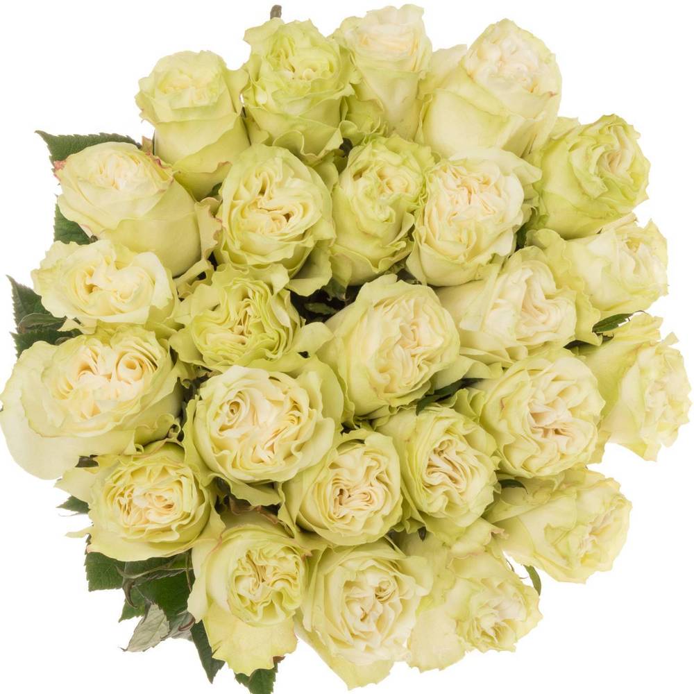 Rose weiss Moonstone (Ec) 70cm