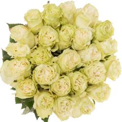 Rose weiss Moonstone (Ec) 70cm