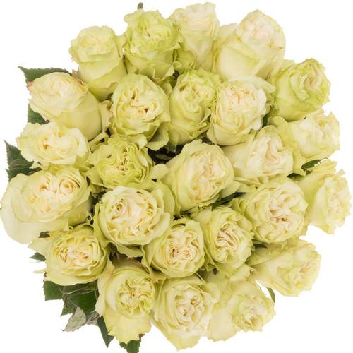 Rose weiss Moonstone (Ec) 70cm