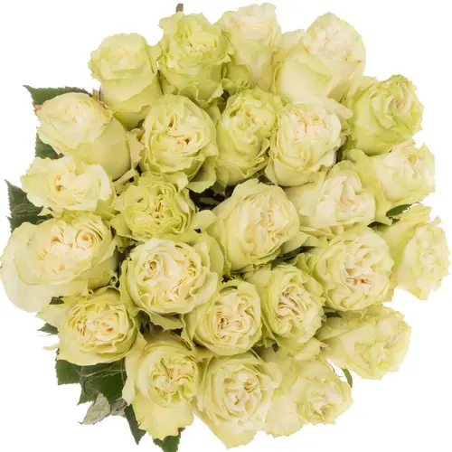 Rose weiss Moonstone (Ec) 70cm