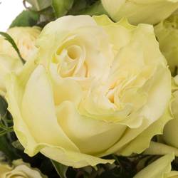 Rose weiss Moonstone (Ec) 70cm