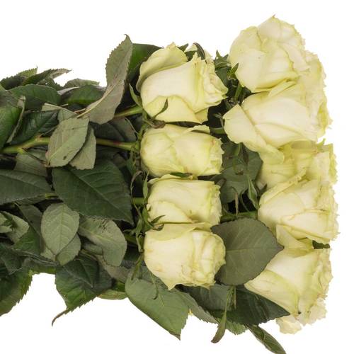 Rose weiss Moonstone (Ec) 70cm