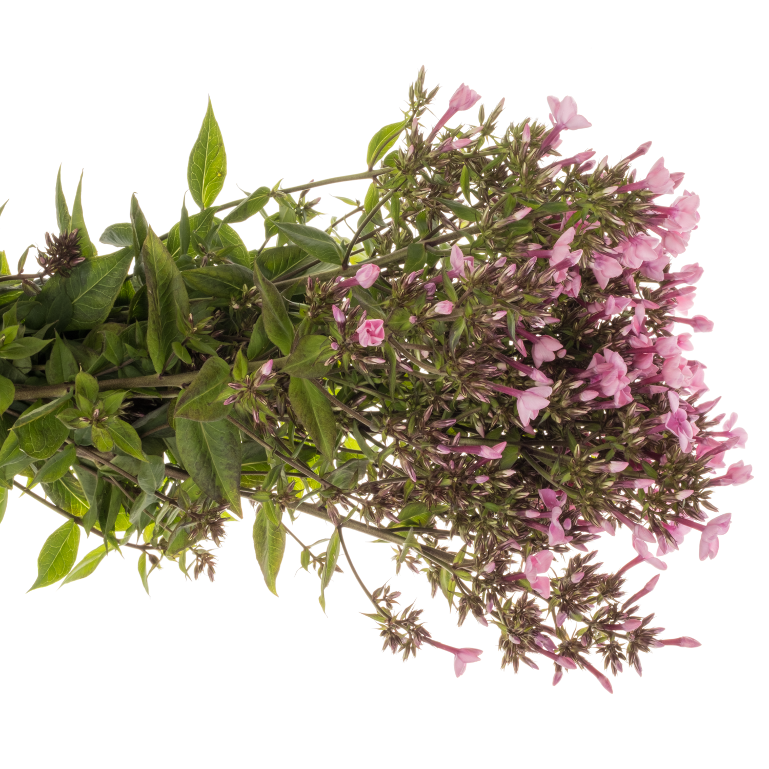 Phlox fuchsia Gogo Deep Pink 50cm