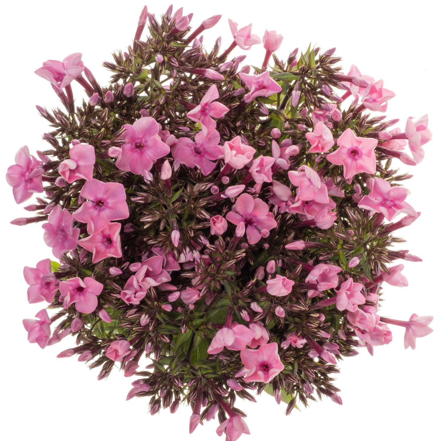 Phlox fuchsia Gogo Deep Pink 50cm