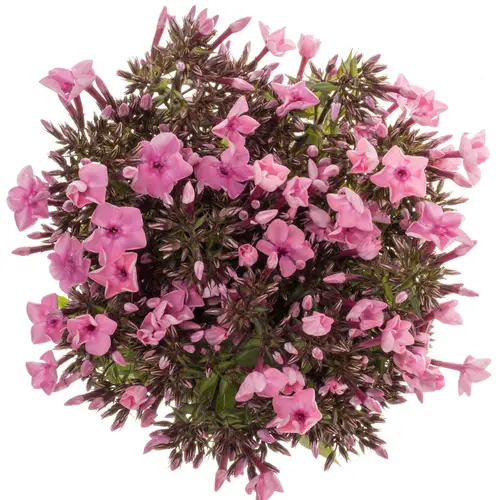 Phlox fuchsia Gogo Deep Pink 50cm