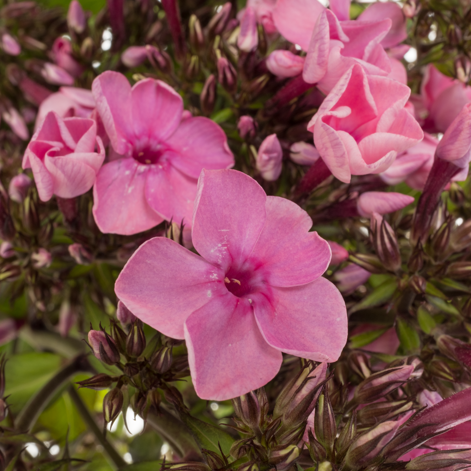 Phlox fuchsia Gogo Deep Pink 50cm