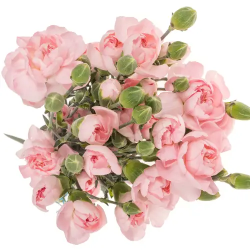 Spraynelke rosa Athena 60cm X20