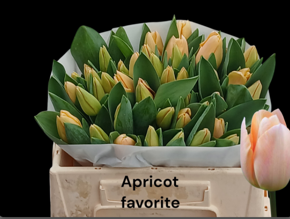 Tulpe apricot favorite 26 Gramm