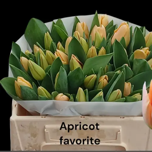 Tulpe apricot favorite 26 Gramm