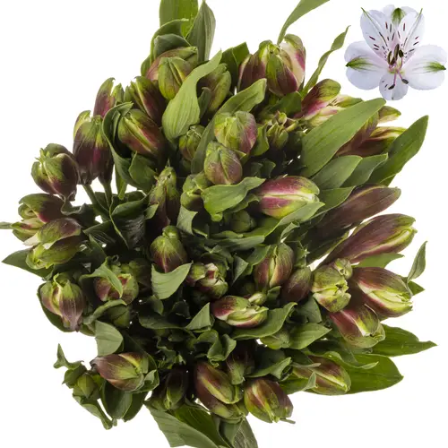 Alstroemerie rosa sweetheart (Ecuador) 70cm