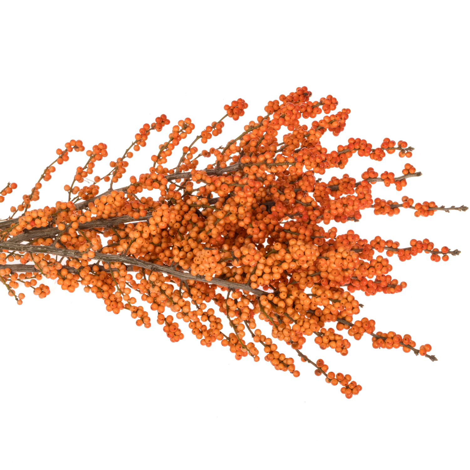 Ilex orange WinterGold 90cm